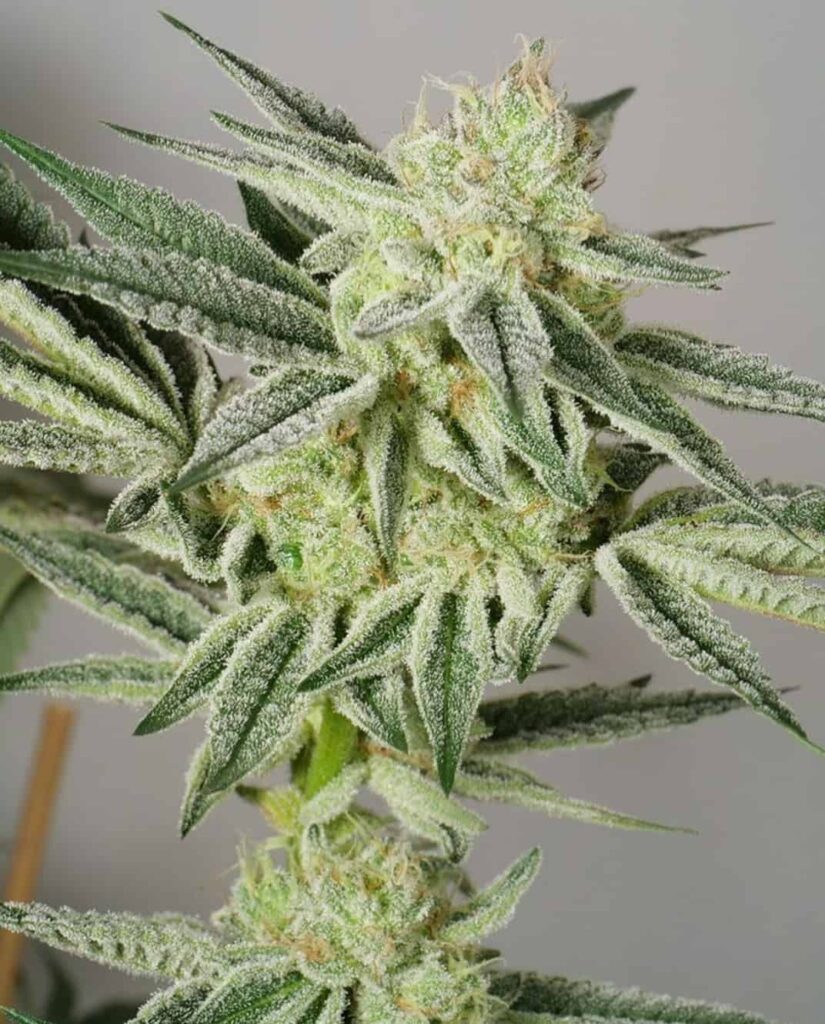 BANANA RUNTZ BANANA RUNTZ